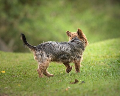 约克郡犬