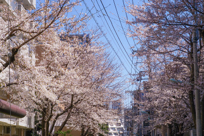 东京小宫园车站附近的樱花树