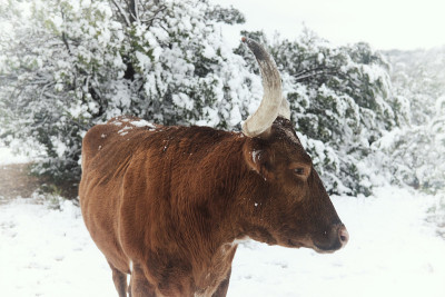 德克萨斯长角牛在冬天的雪