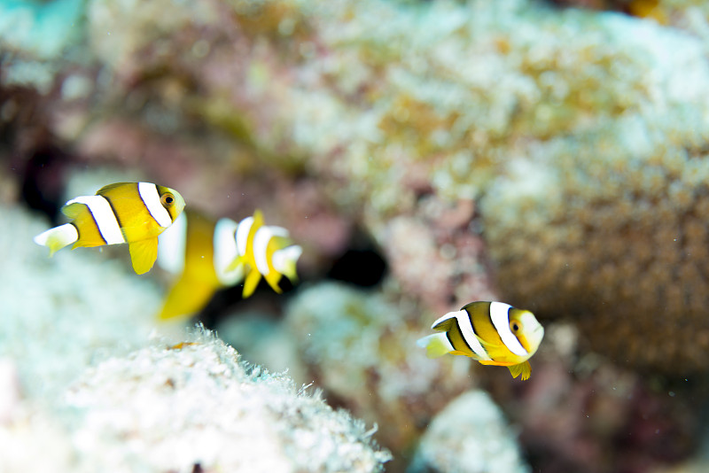 Anemonefish