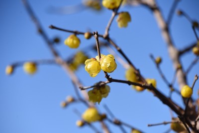 冬天甜蜜的花朵。