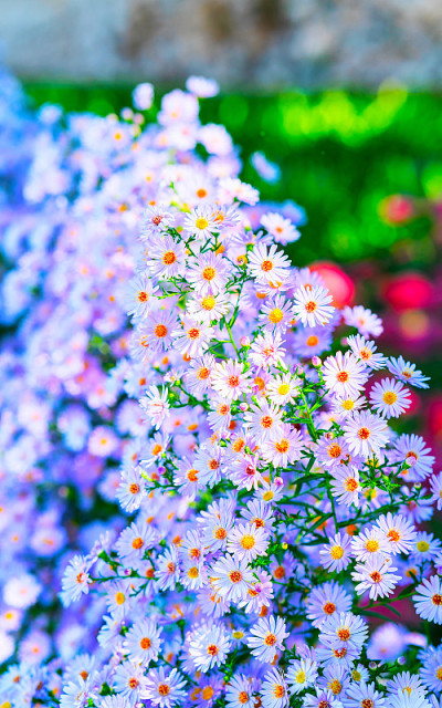 菊花甘菊花在拉韦洛村反射