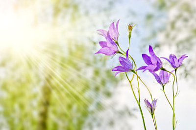 森林风铃草的丁香花。模糊的夏季森林背景。