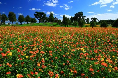 蓝天和花海