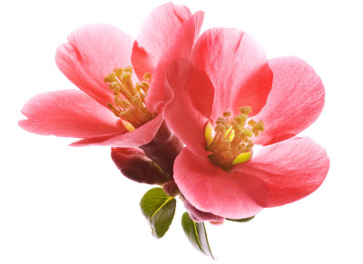 贴梗海棠开花