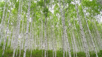 韩国低语桦树森林桦树