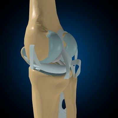 人体骨骼关节和韧带解剖医学概念3D