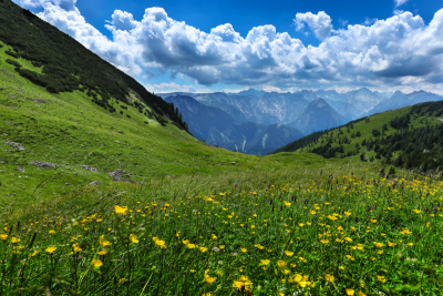 高山草甸花卉夏季山地景观。奥地利蒂罗尔州