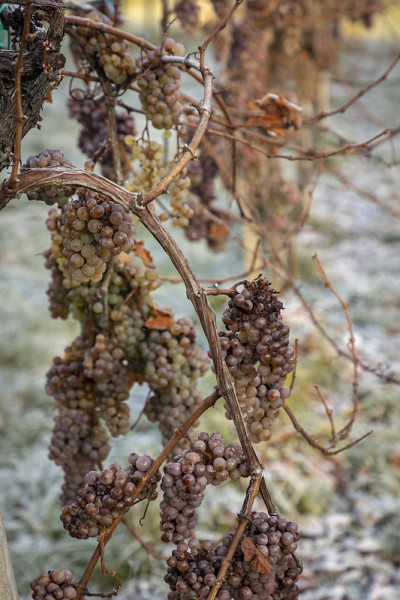 icewine),葡萄园