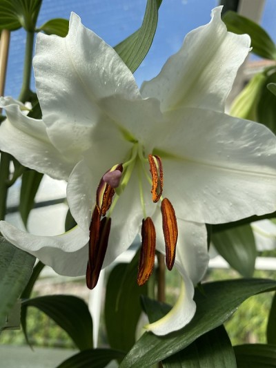 紫罗兰东方卡萨布兰卡花百合