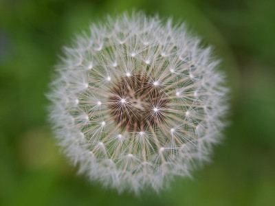 蒲公英(蒲公英)