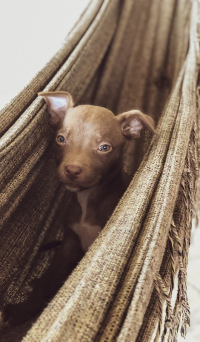 小狗狗