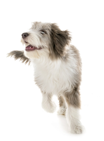 小狗古代长须牧羊犬