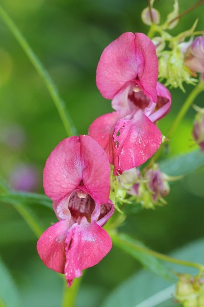 喜玛拉雅凤仙花(凤仙花)异花盛开