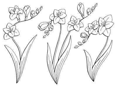 小苍兰花图形黑白孤立素描插图集矢量