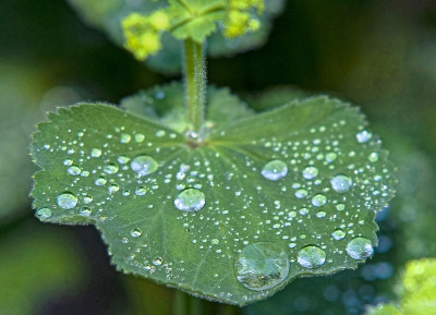 雨滴落在绿色植物上