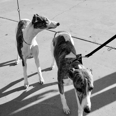 惠比特犬在散步