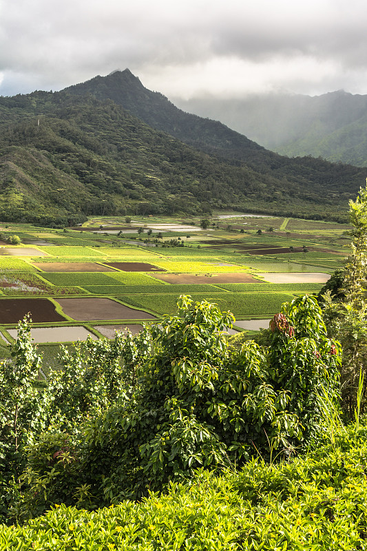 哈纳雷山谷，考艾岛，夏威夷