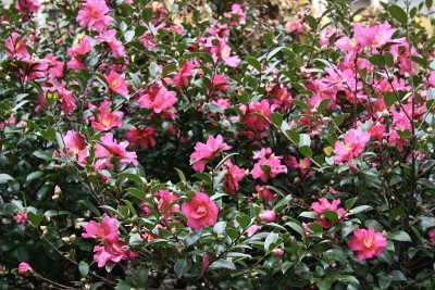 三赞花盛开