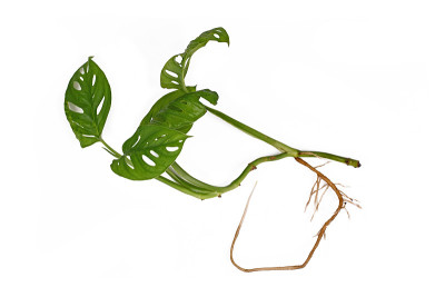 剪下“Monstera Adansonii”室内植物，有长长的裸露的根
