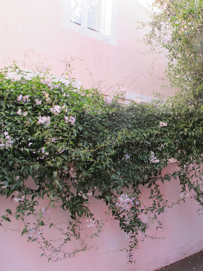 城市里的植物