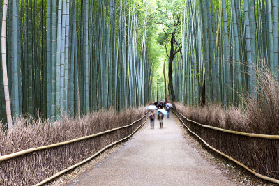 竹林，京都，日本