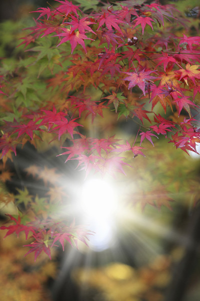 岚山红叶