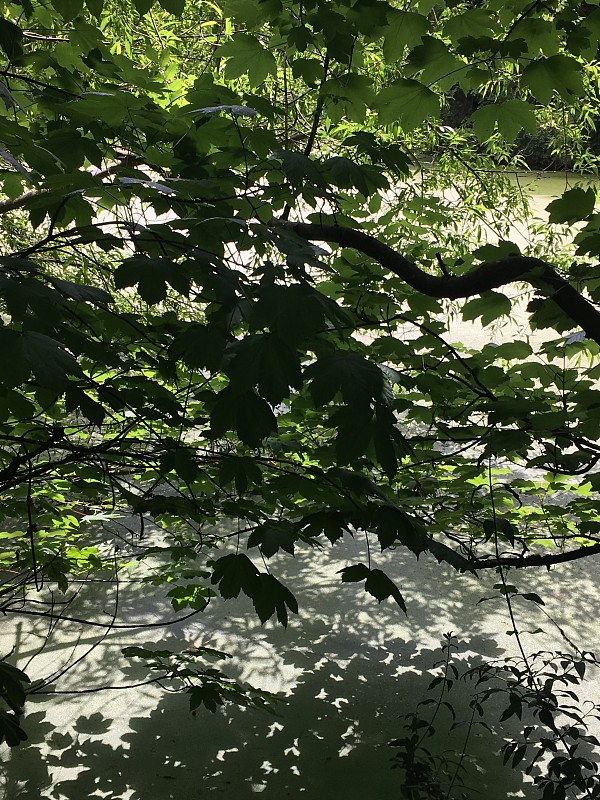 树叶间的光影