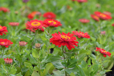 红色Gomphrena globosa