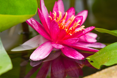 莲花