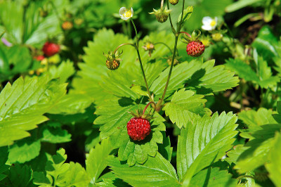 野草莓