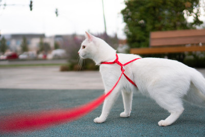 拴着皮带的猫