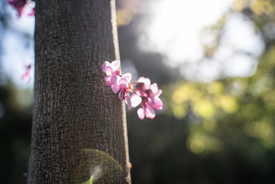 在花园里开花的兰花，生长在树干上。