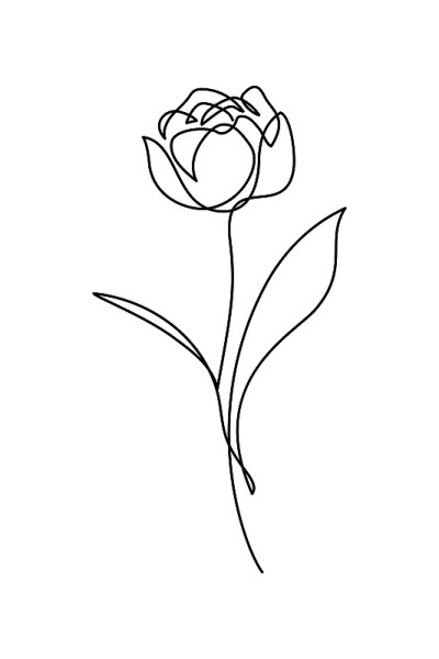 重瓣花郁金香