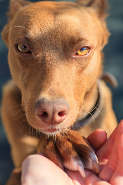 一只可爱的小猎犬把爪子给了主人。