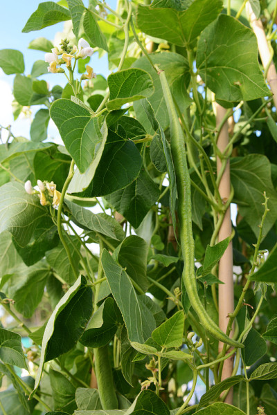 茂盛的叶子和白花之间的长红豆