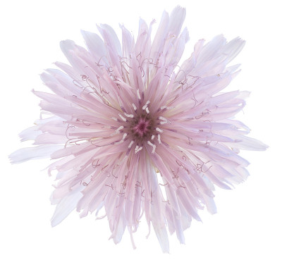 crepis