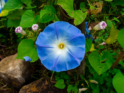 蓝色牵牛花