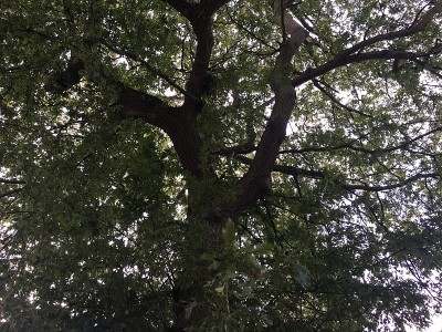 九月的土耳其橡树