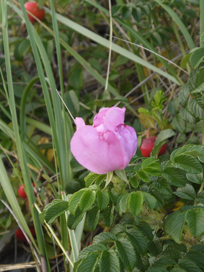 野玫瑰，果实，芦苇