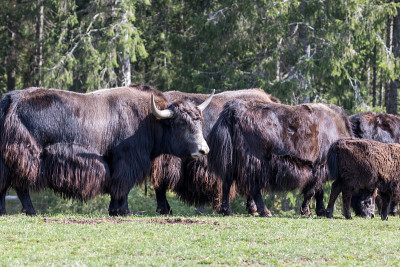 Close up of a wild European Buffalo Bison in Jura