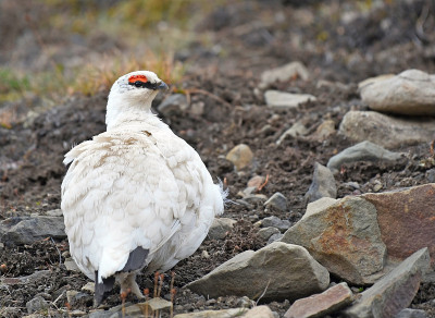 斯瓦尔巴特群岛岩雷鸟(Lagopus muta hyperborea)在岩石山坡上