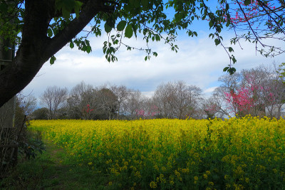 油菜籽花