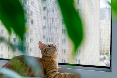 姜斑猫躺在窗台上