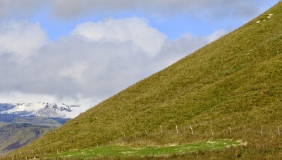 羊在山坡上