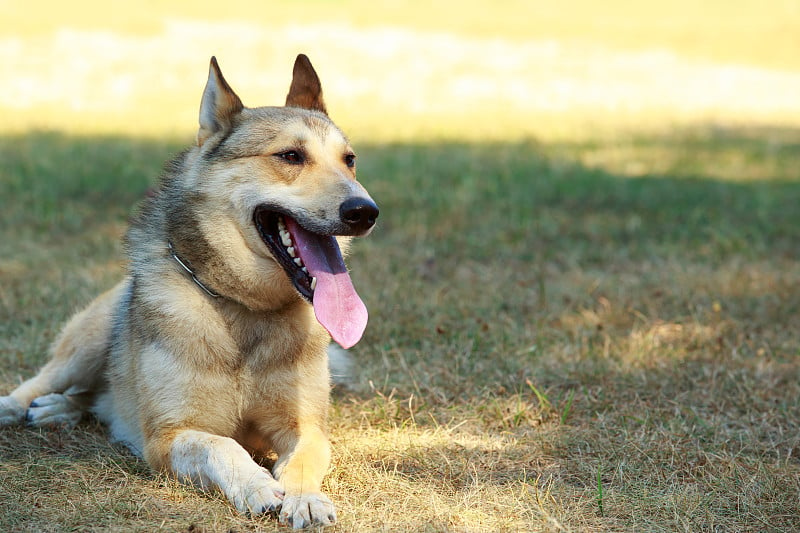 犬种西西伯利亚莱卡