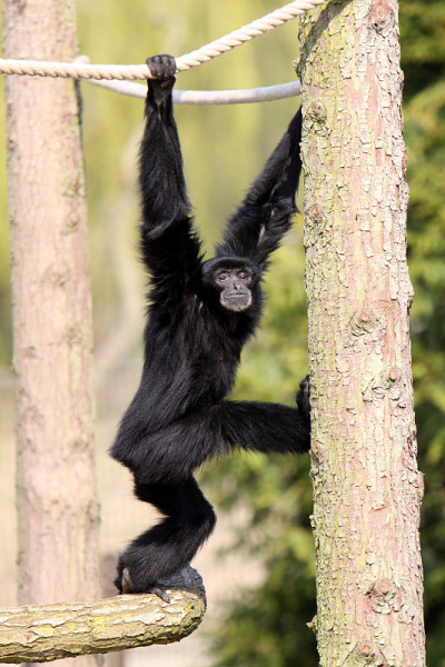 Siamang