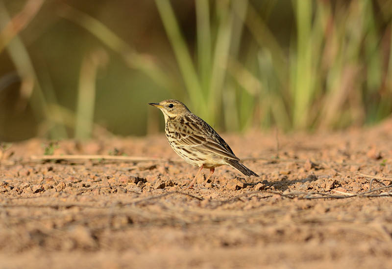 未成熟红喉Pipit(花椒)