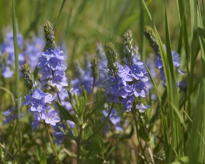 野花-匍匐speedwell或岩石speedwell - Veronica prostrata