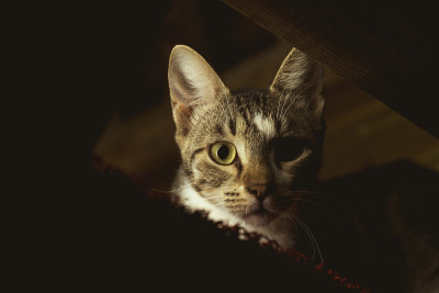 一张晚上的虎斑猫肖像